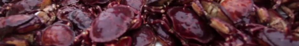 A photograph of live chilean crab